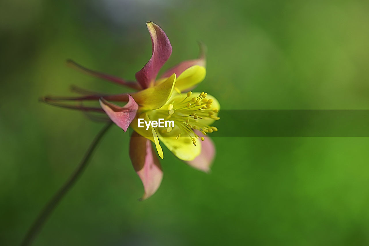 CLOSE-UP OF YELLOW FLOWER