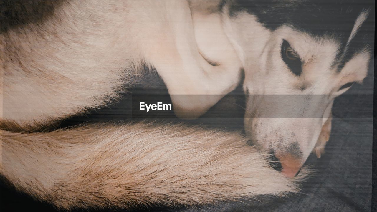 nose, animal, animal themes, mammal, one animal, animal body part, domestic animals, close-up, pet, human head, relaxation, dog, skin, sleeping, human eye, indoors, animal head, canine, eyes closed, animal wildlife, white, fur