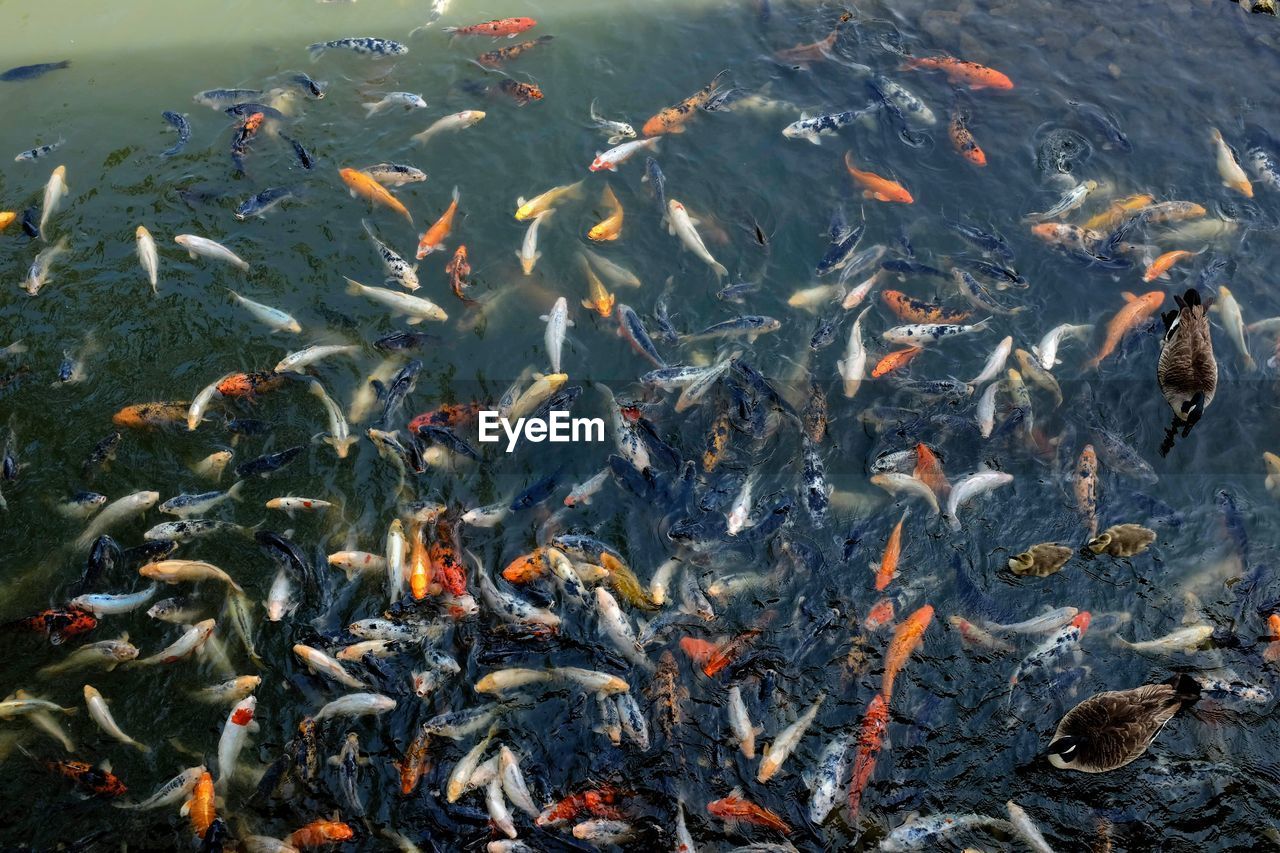 HIGH ANGLE VIEW OF FISHES IN LAKE