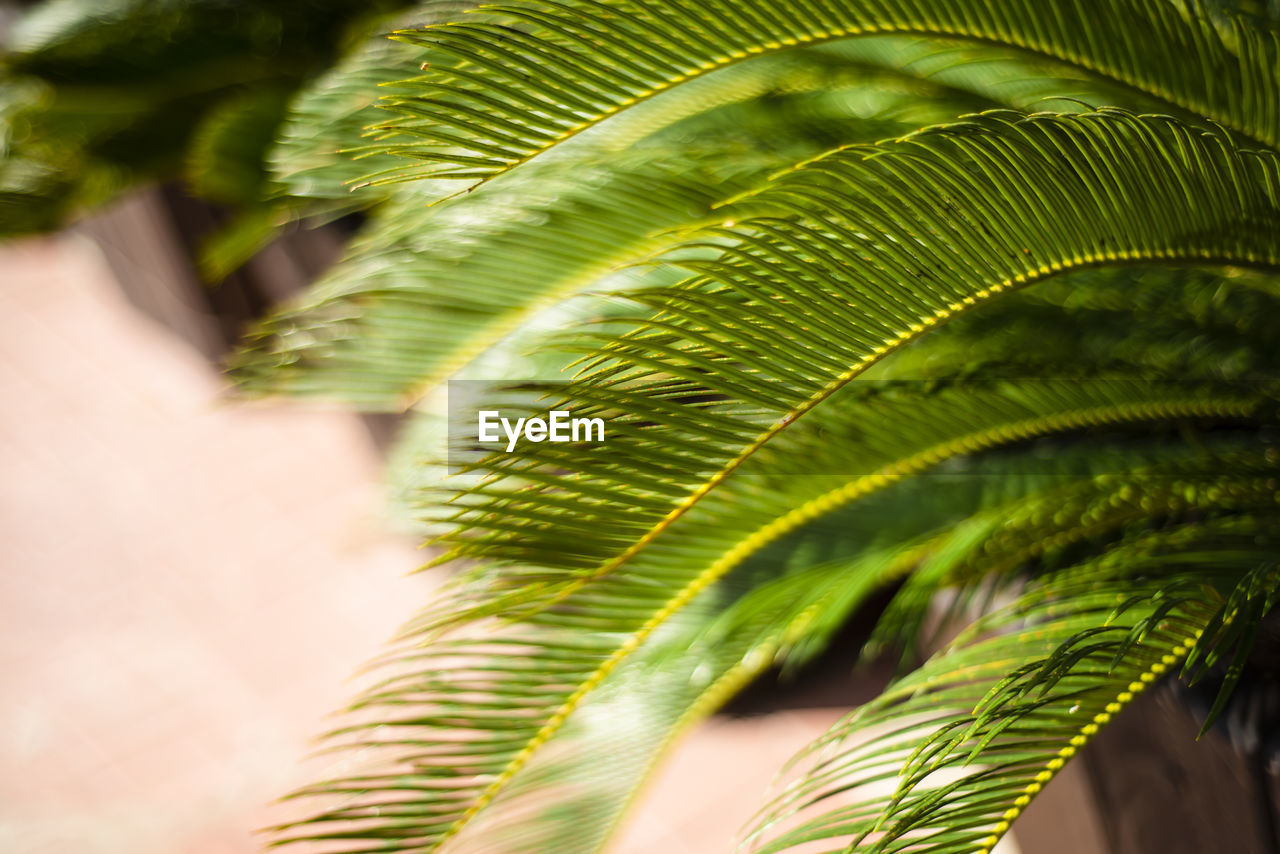 close-up of palm tree leaves