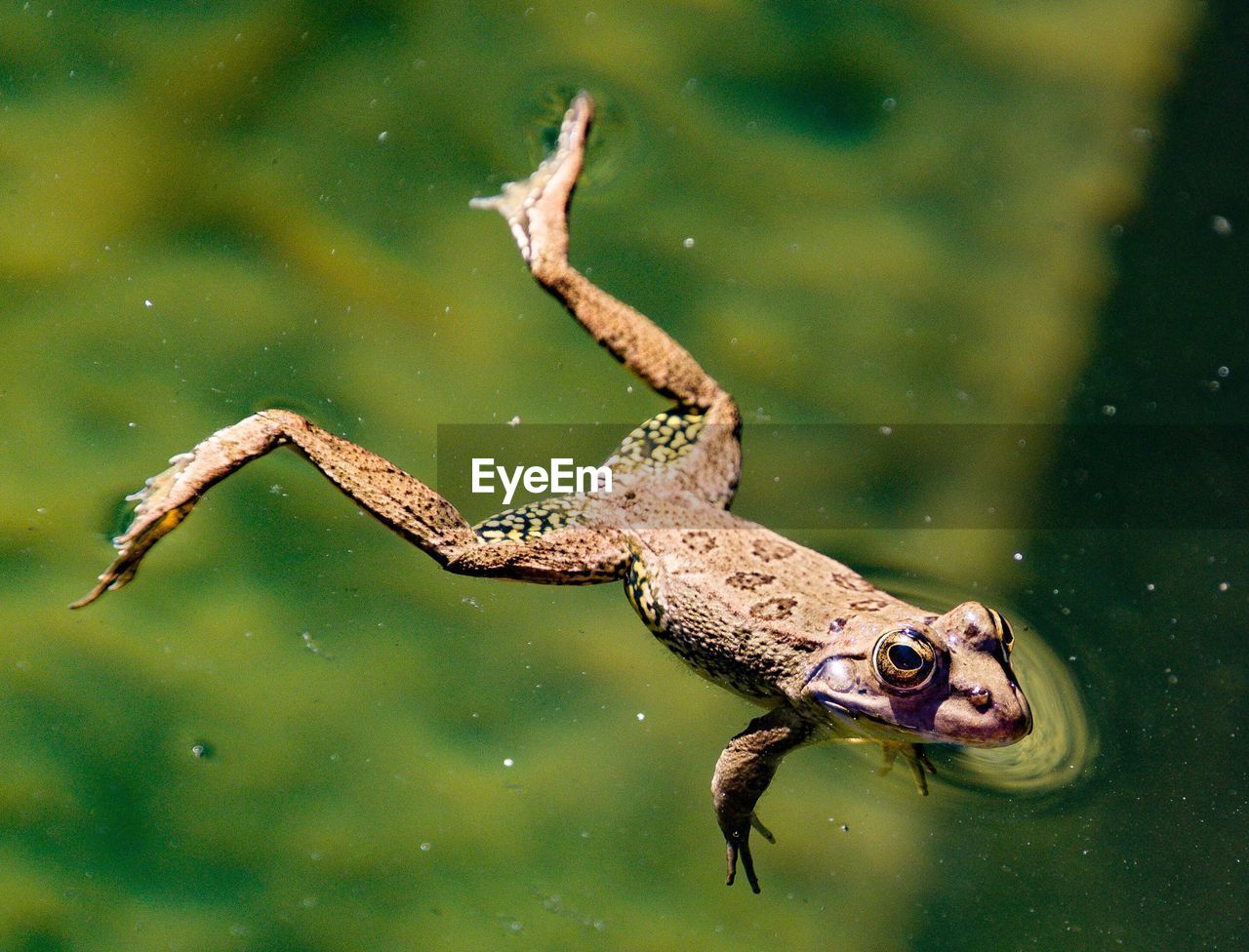 High angle view of frog swimming in lake