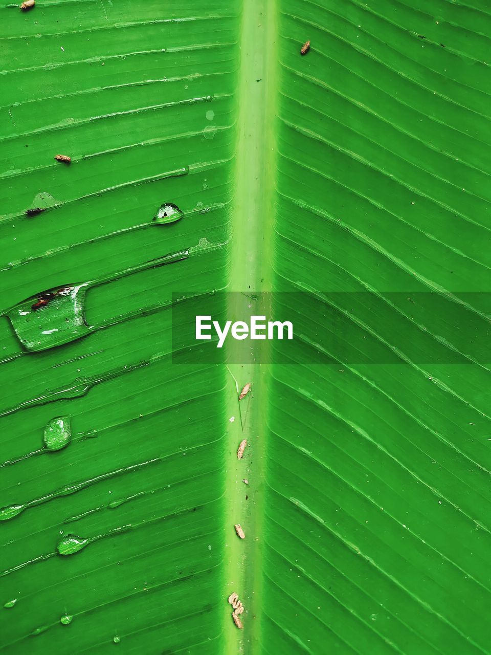 green, leaf, plant part, backgrounds, full frame, banana leaf, no people, pattern, nature, close-up, plant, line, textured, grass, growth, beauty in nature, day, outdoors, leaves, drop, leaf vein, plant stem, water, flower, wet, freshness, palm leaf