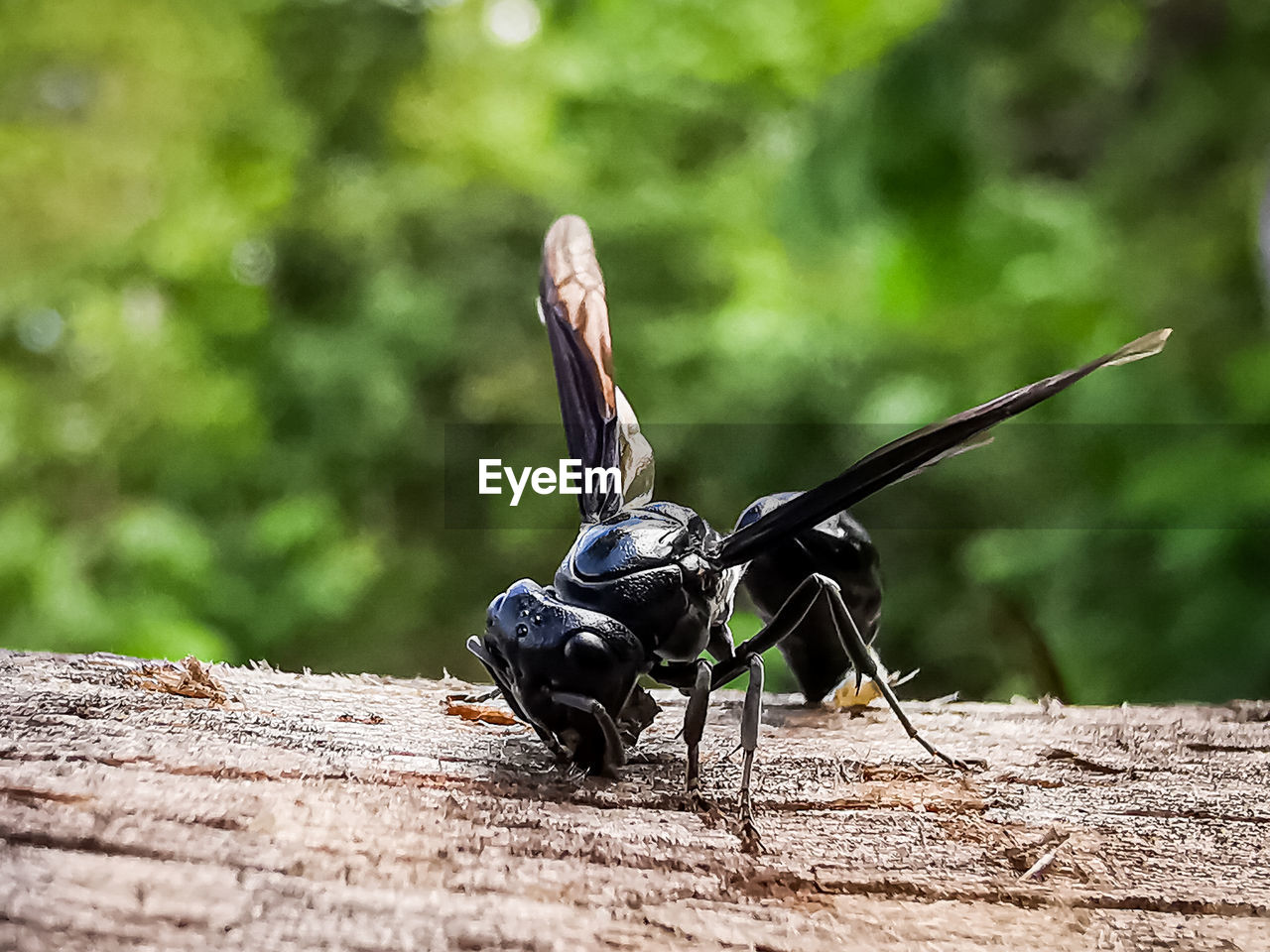 Close-up of insect on wood