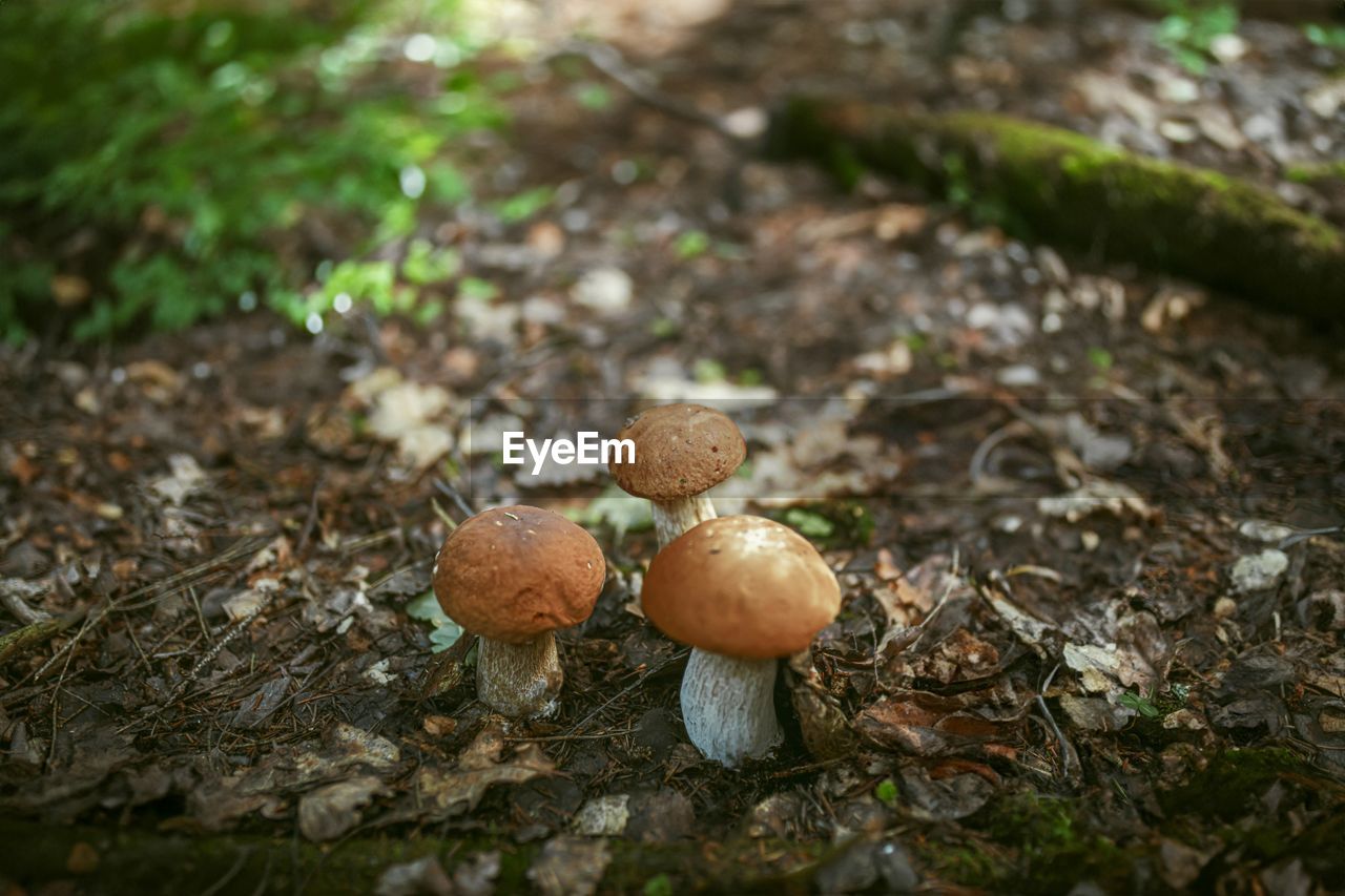 close-up of mushroom growing on field