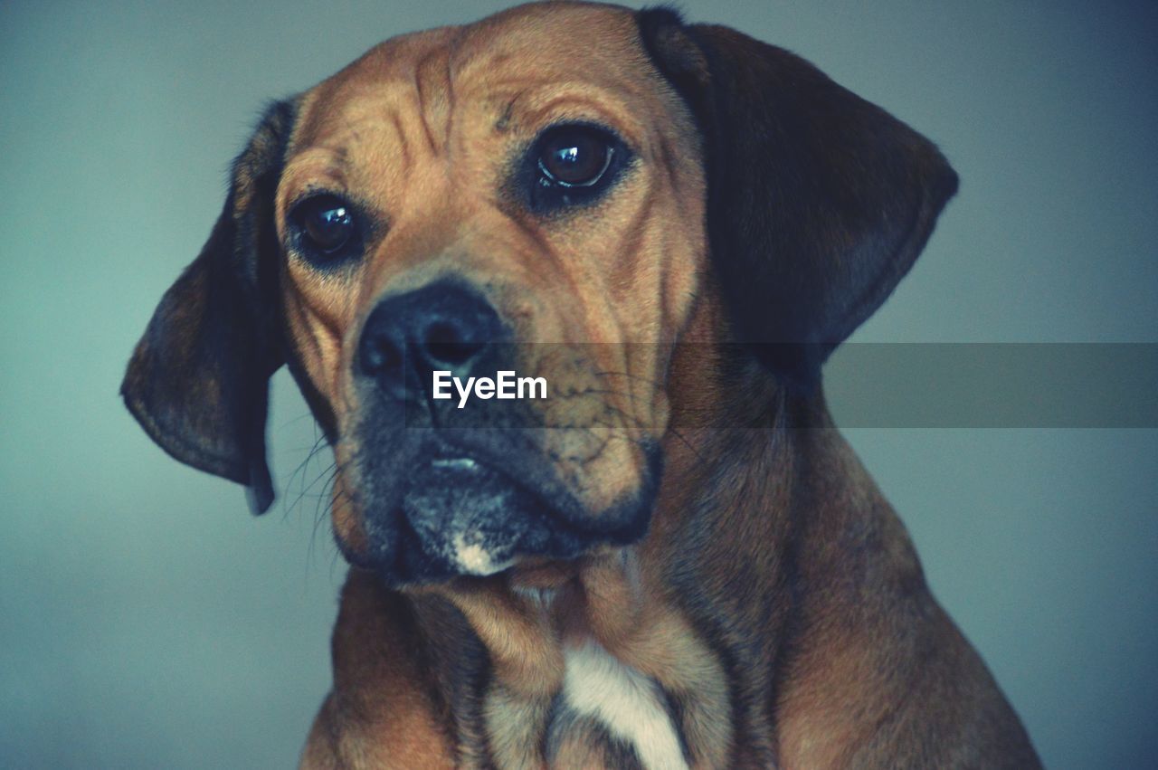 CLOSE-UP PORTRAIT OF DOG LOOKING AT VIEW