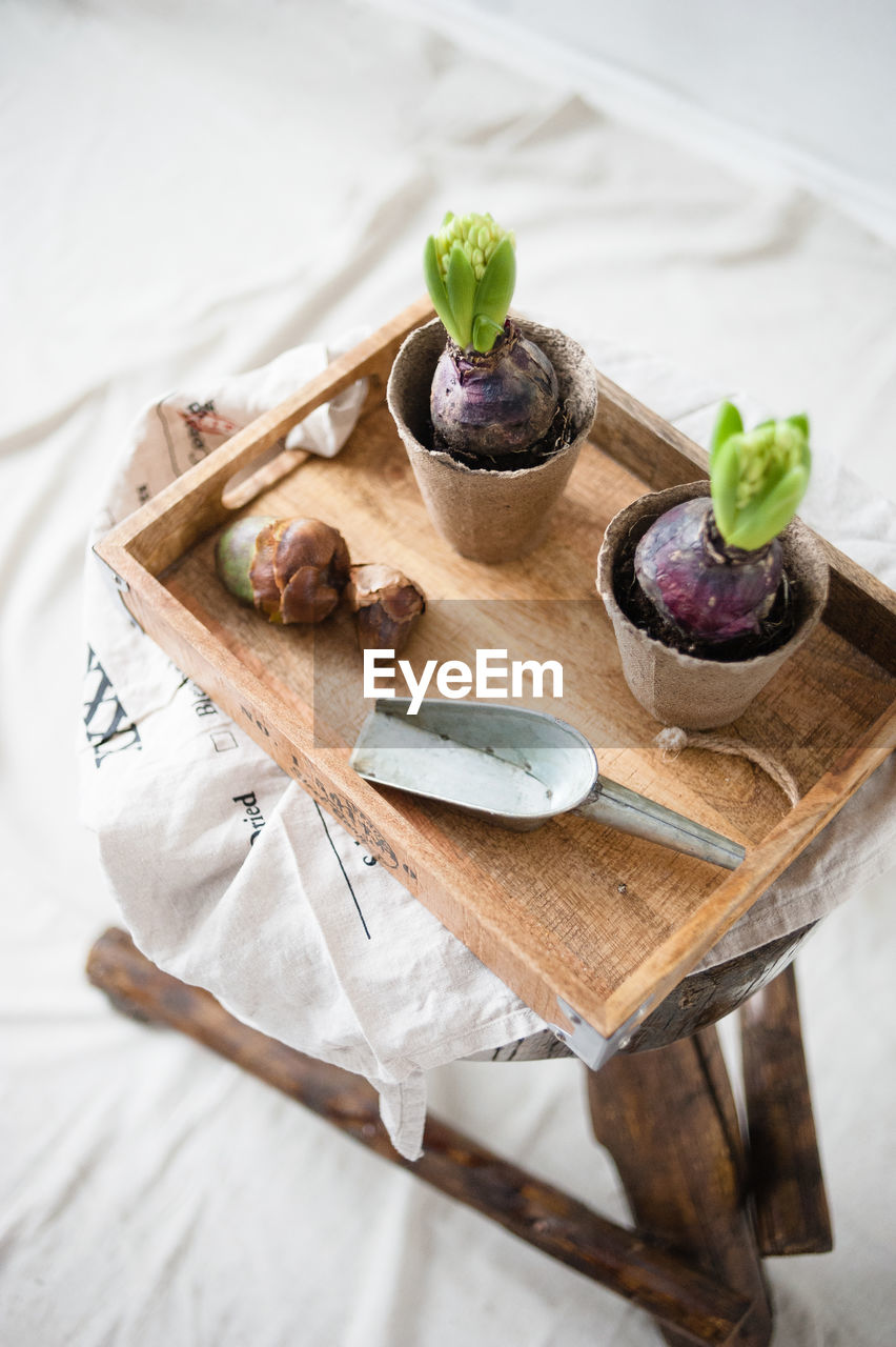 Home transplant plants. bulbous flowers and trowel in wooden tray.