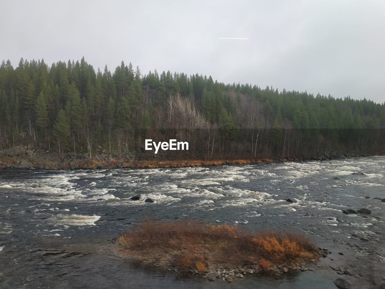 SCENIC VIEW OF RIVER FLOWING THROUGH FOREST