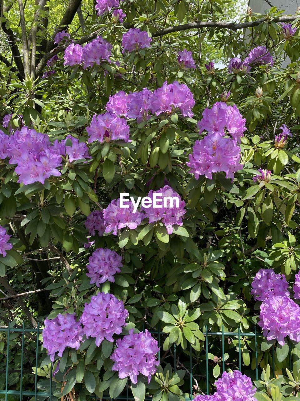 plant, flowering plant, flower, beauty in nature, growth, freshness, nature, fragility, day, plant part, leaf, no people, high angle view, pink, close-up, green, purple, petal, outdoors, botany, inflorescence, flower head, sunlight, full frame