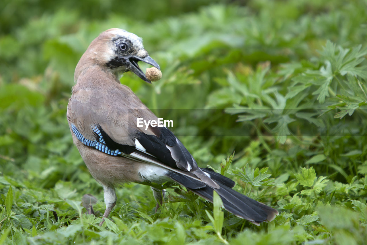 CLOSE-UP OF BIRD PERCHING ON GRASS