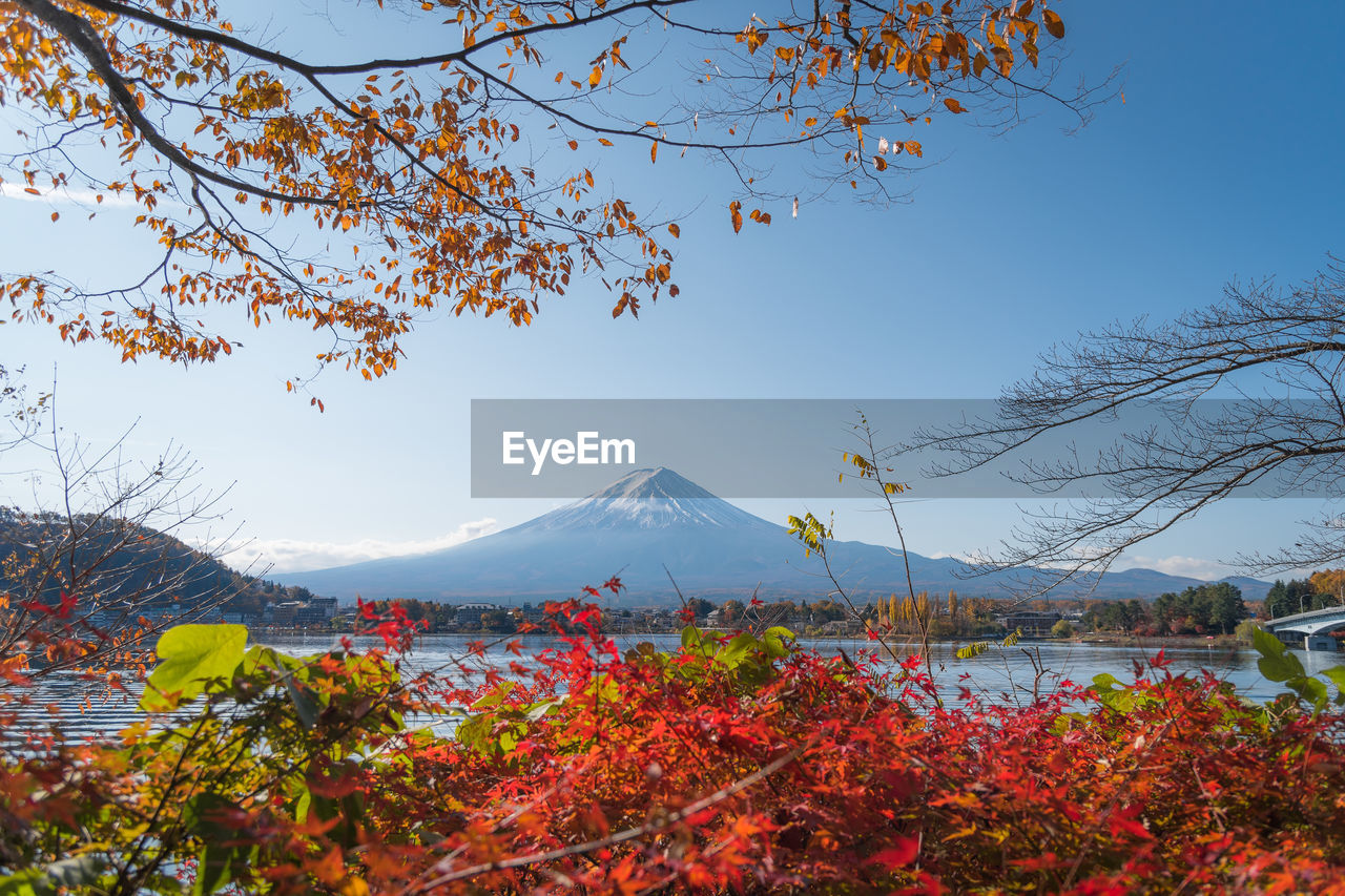 Autumn leaves in lake kawaguchi with fuji mountain view