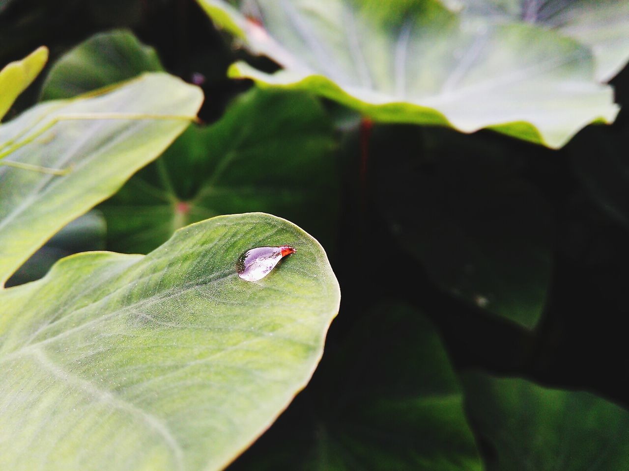 High angle view of dew drops on leaf