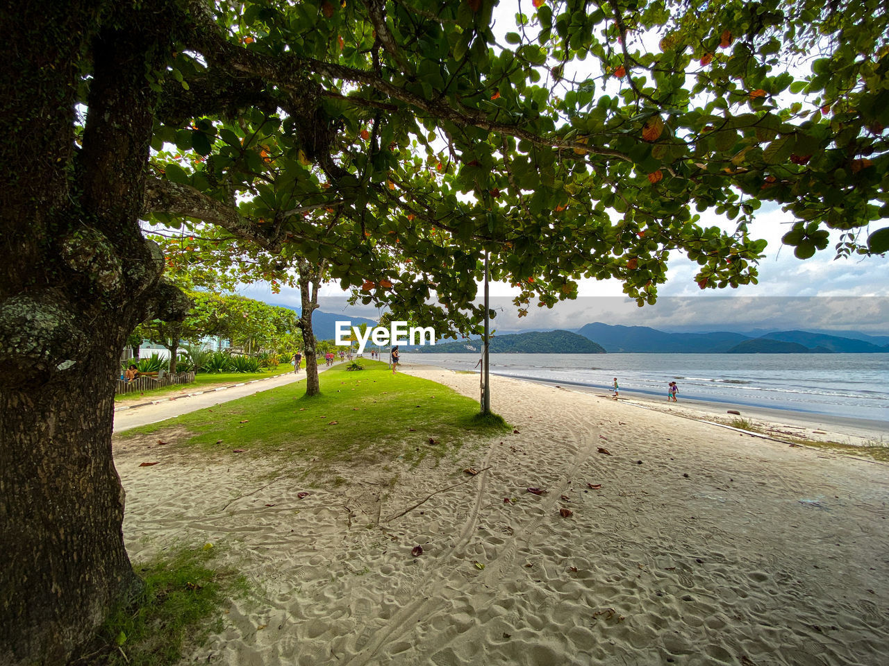 TREES GROWING ON BEACH AGAINST SKY