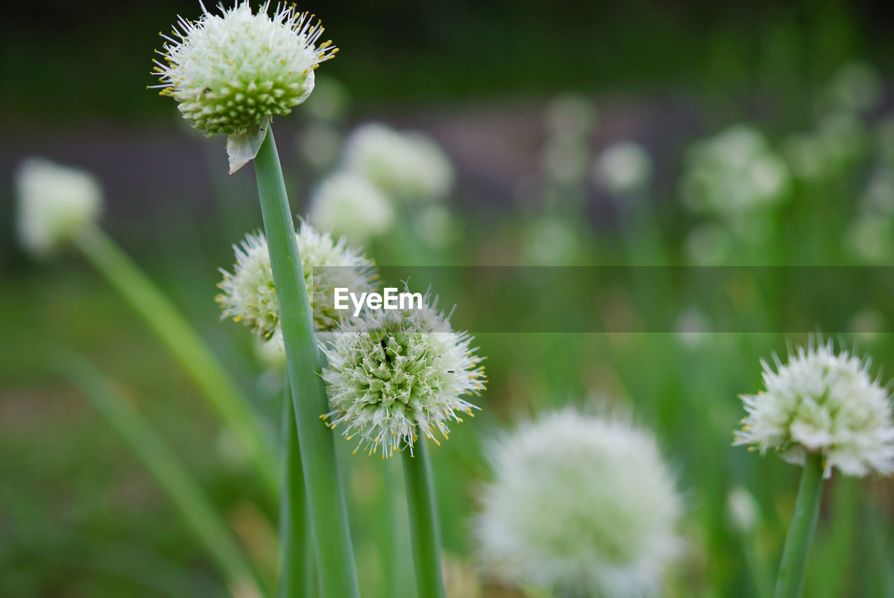 Close-up of white flowering plants