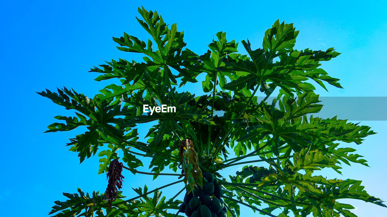 LOW ANGLE VIEW OF LEAVES AGAINST SKY