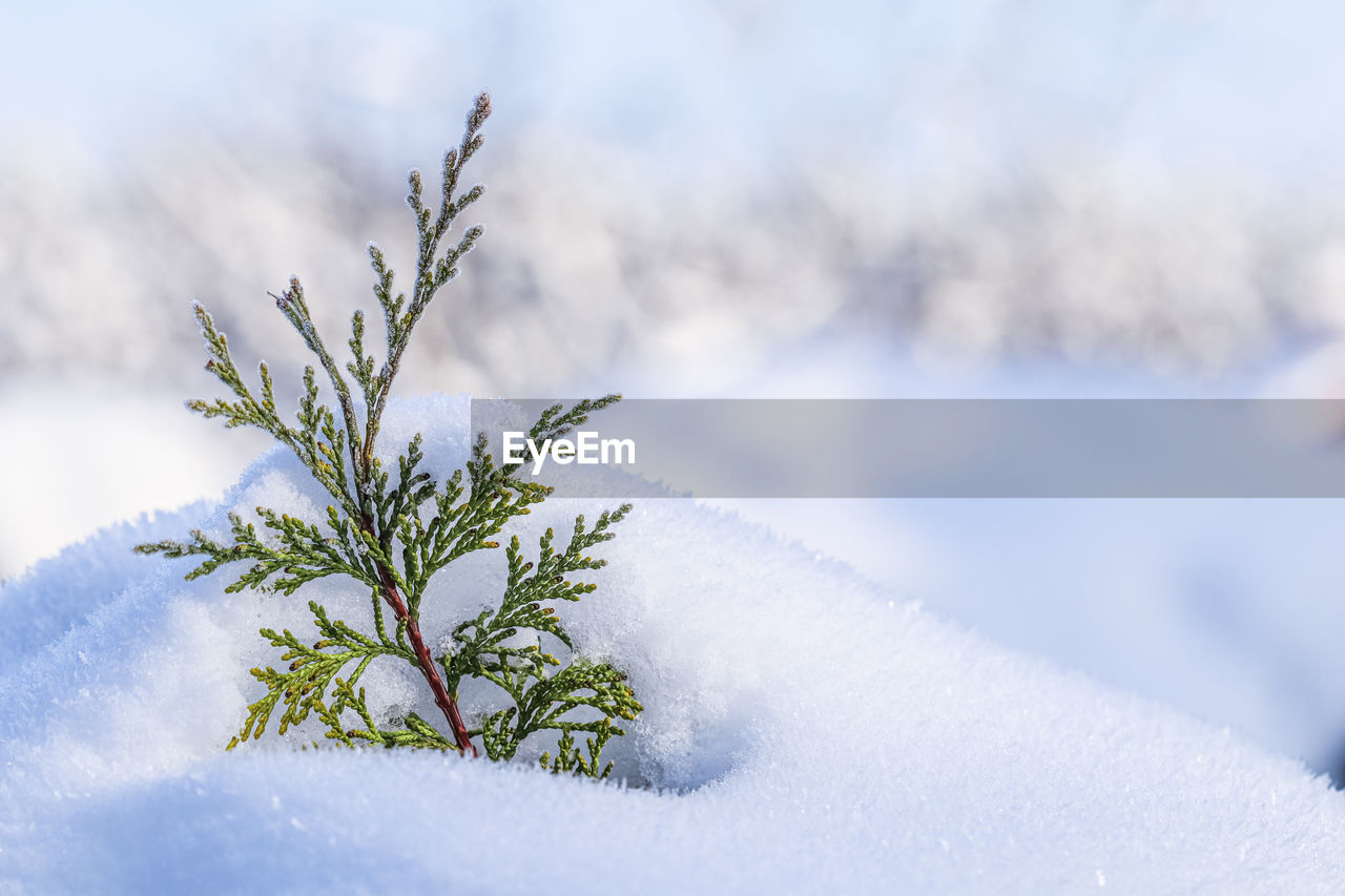 snow, winter, cold temperature, frost, plant, branch, nature, beauty in nature, frozen, tree, environment, freezing, coniferous tree, ice, no people, white, pine tree, pinaceae, outdoors, sky, day, leaf, landscape, land, snowflake, tranquility, freshness, close-up, twig, fir tree, scenics - nature, focus on foreground, flower, growth, snowing, deep snow