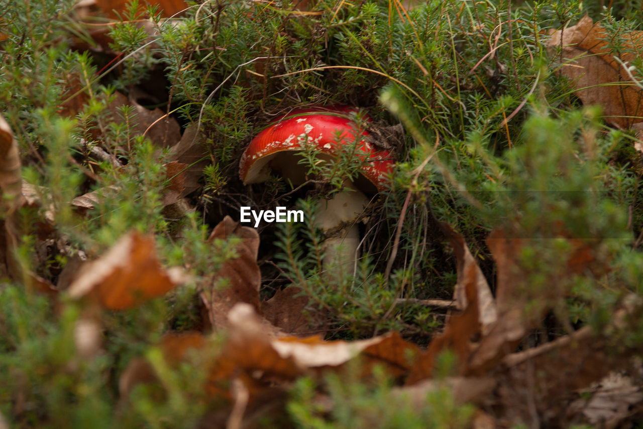 Close-up of red mushroom growing on field