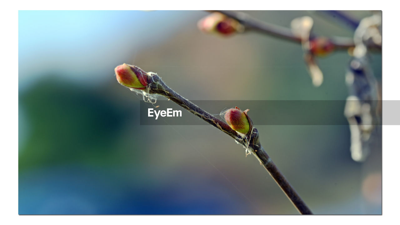 transfer print, auto post production filter, close-up, focus on foreground, nature, no people, plant, branch, flower, day