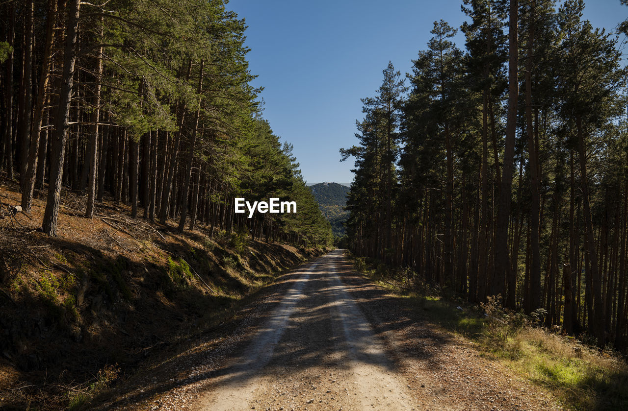 Landscape of country road in pine forest against blue sky, in guadalajara, spain