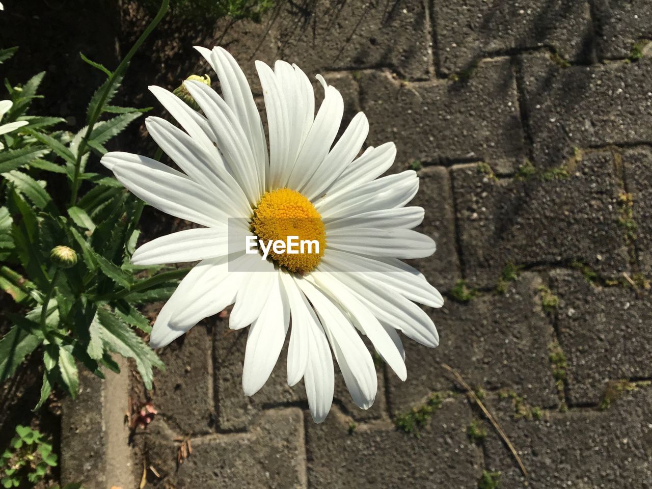 Close-up of white flower blooming outdoors