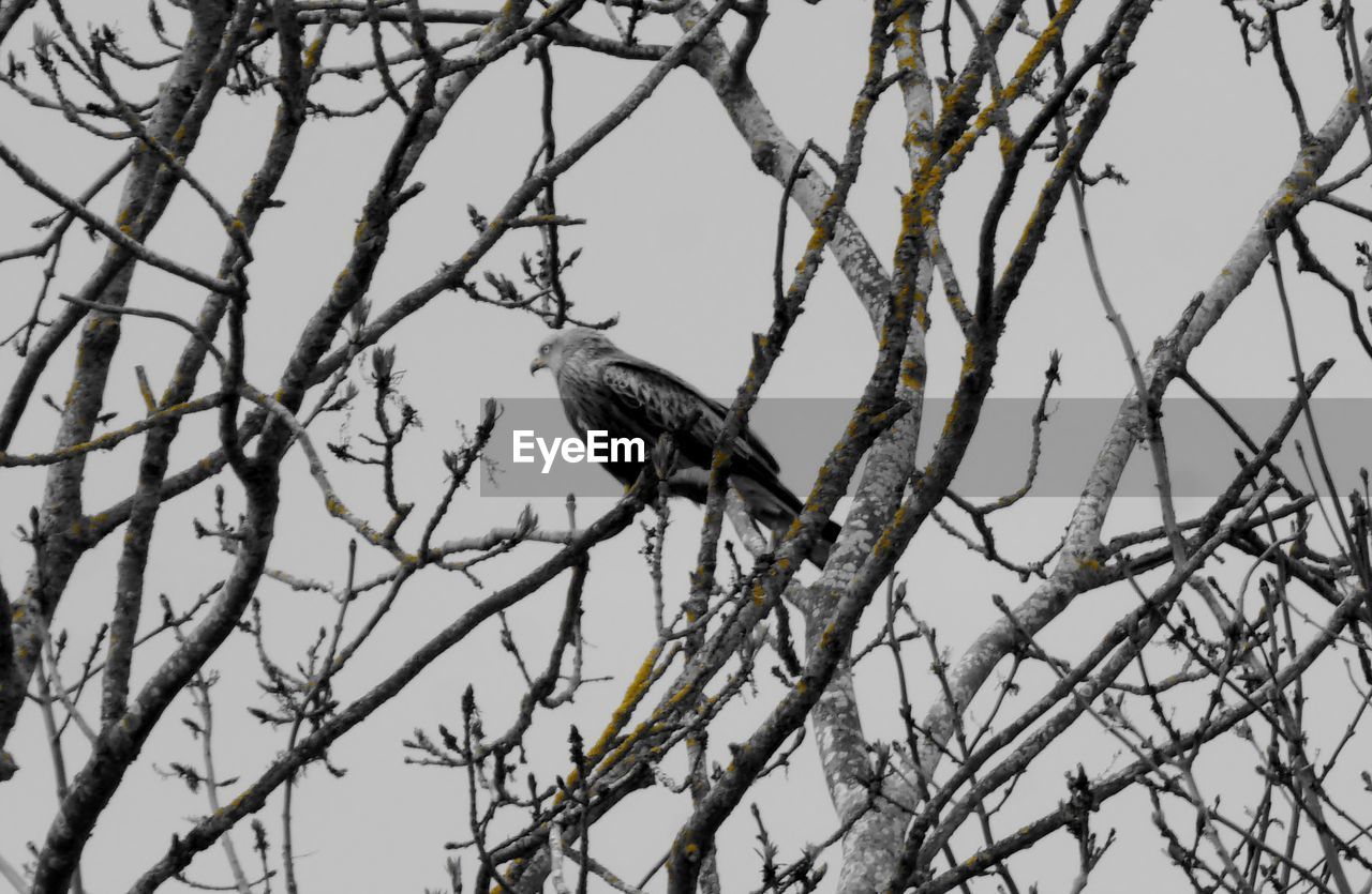 LOW ANGLE VIEW OF BIRDS PERCHING ON BARE TREE