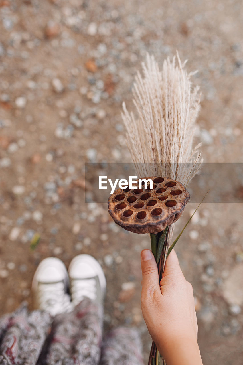 Person holding autumn dry flowers and lotus 