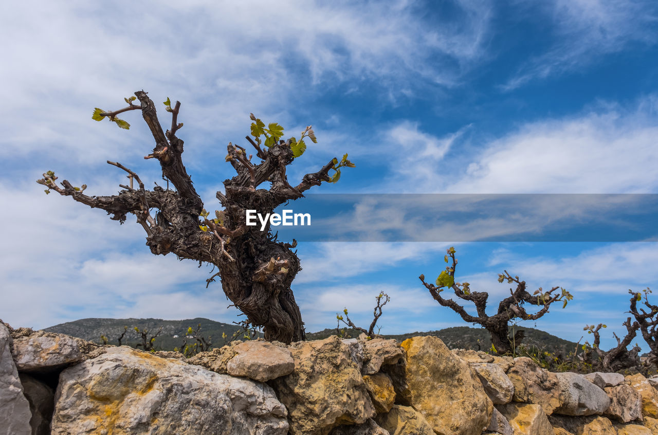 nature, sky, rock, cloud, plant, tree, environment, landscape, wilderness, beauty in nature, scenics - nature, mountain, no people, flower, outdoors, day, land, blue, non-urban scene, tranquility, travel, tree trunk, succulent plant, travel destinations