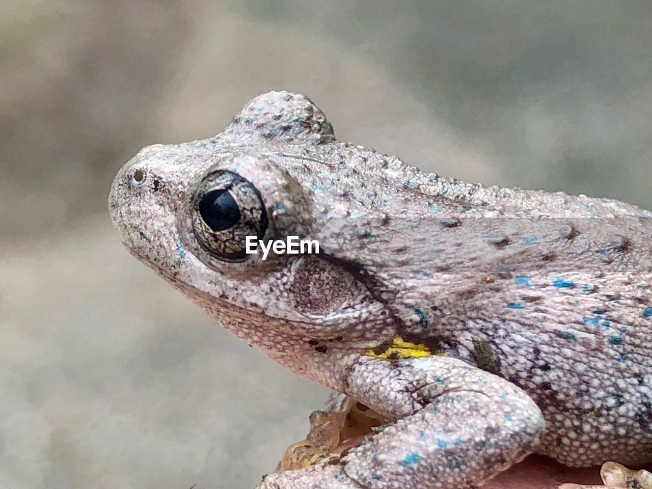 CLOSE-UP OF LIZARD ON A ROCK