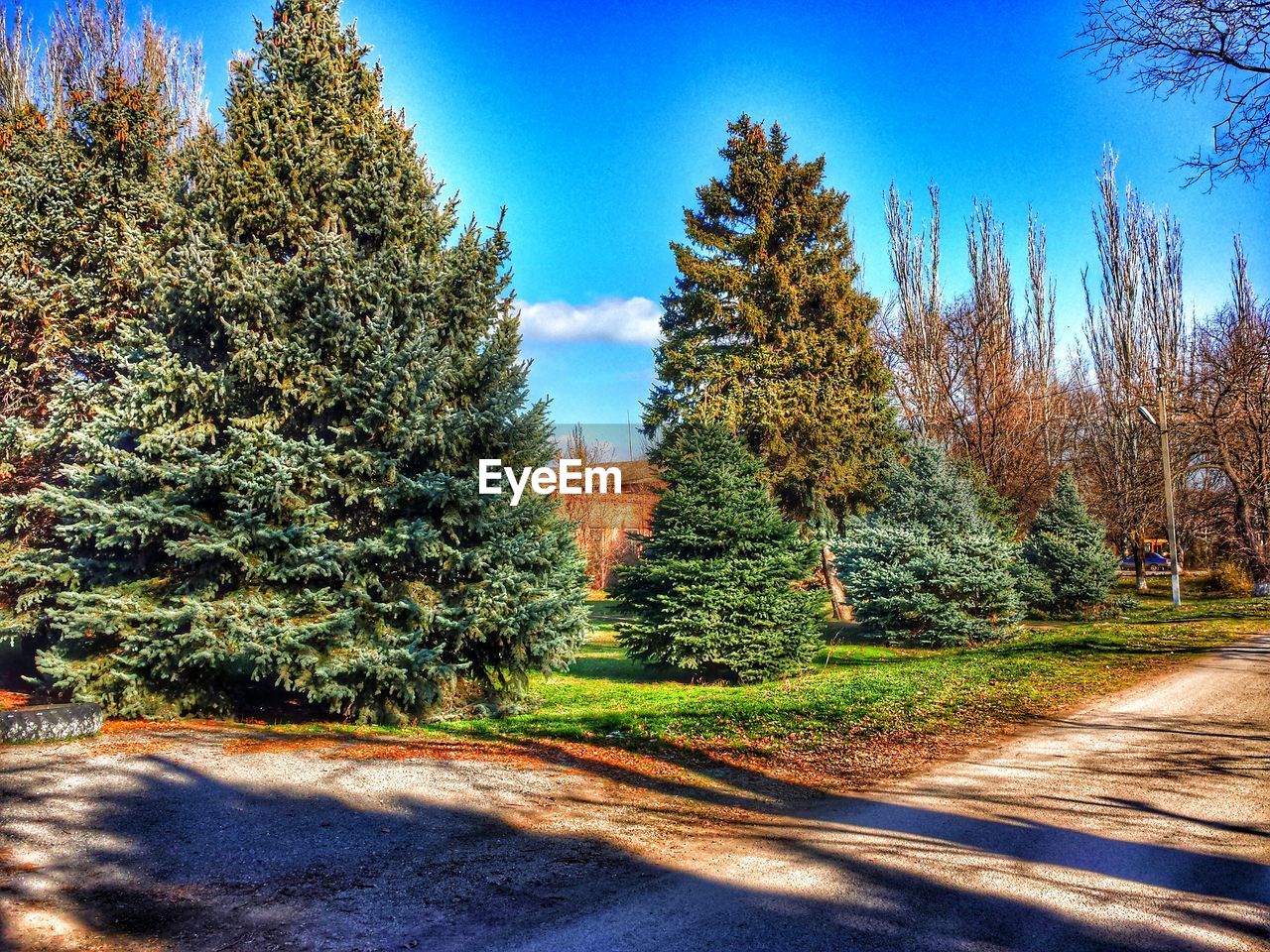 TREES GROWING AGAINST BLUE SKY