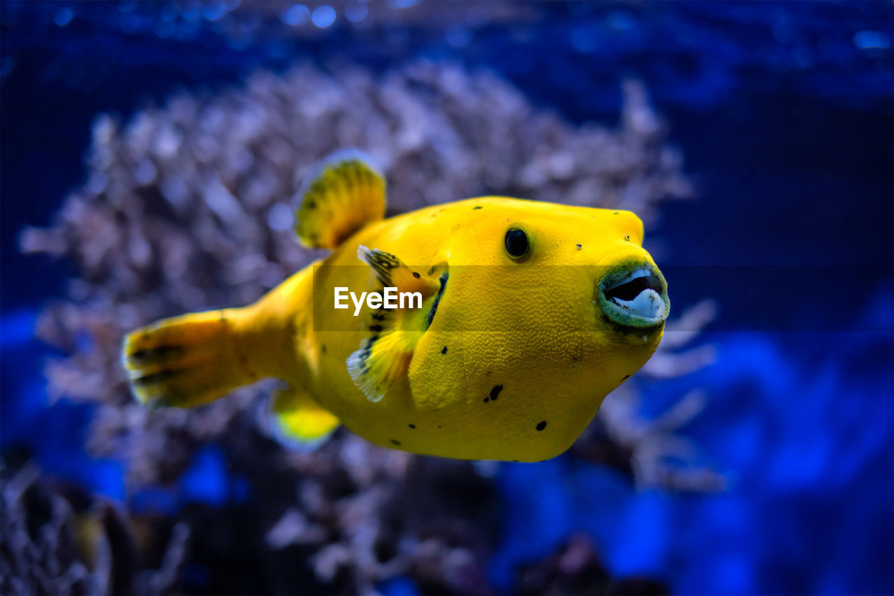 Yellow golden puffer guineafowl puffer fish underwater