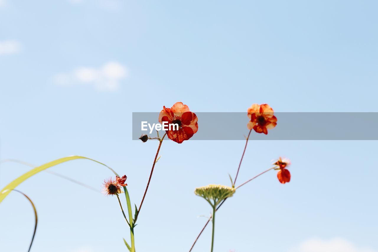 Low angle view of red flowering plants against blue sky