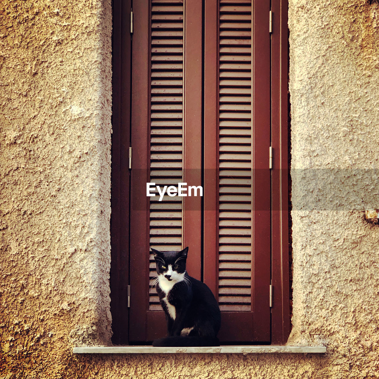 CAT SITTING ON A WINDOW OF A WALL