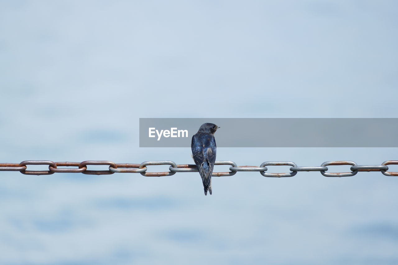 Close-up of bird perching on metallic chain against sky