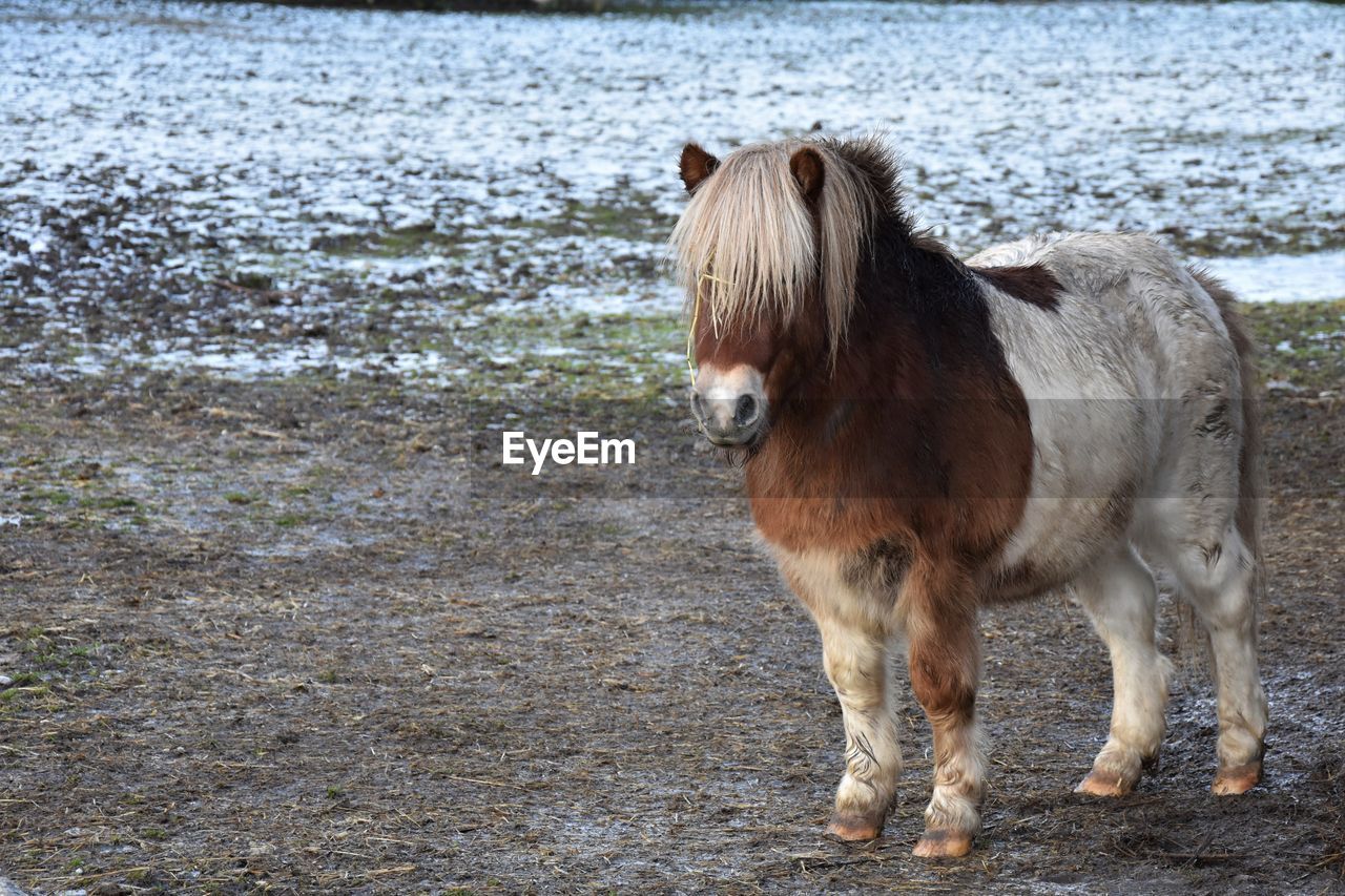 HORSE STANDING ON FIELD