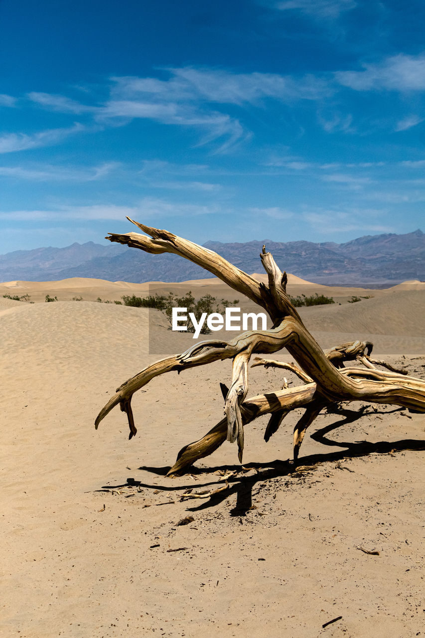 Driftwood on sand at beach against sky in front of mountains