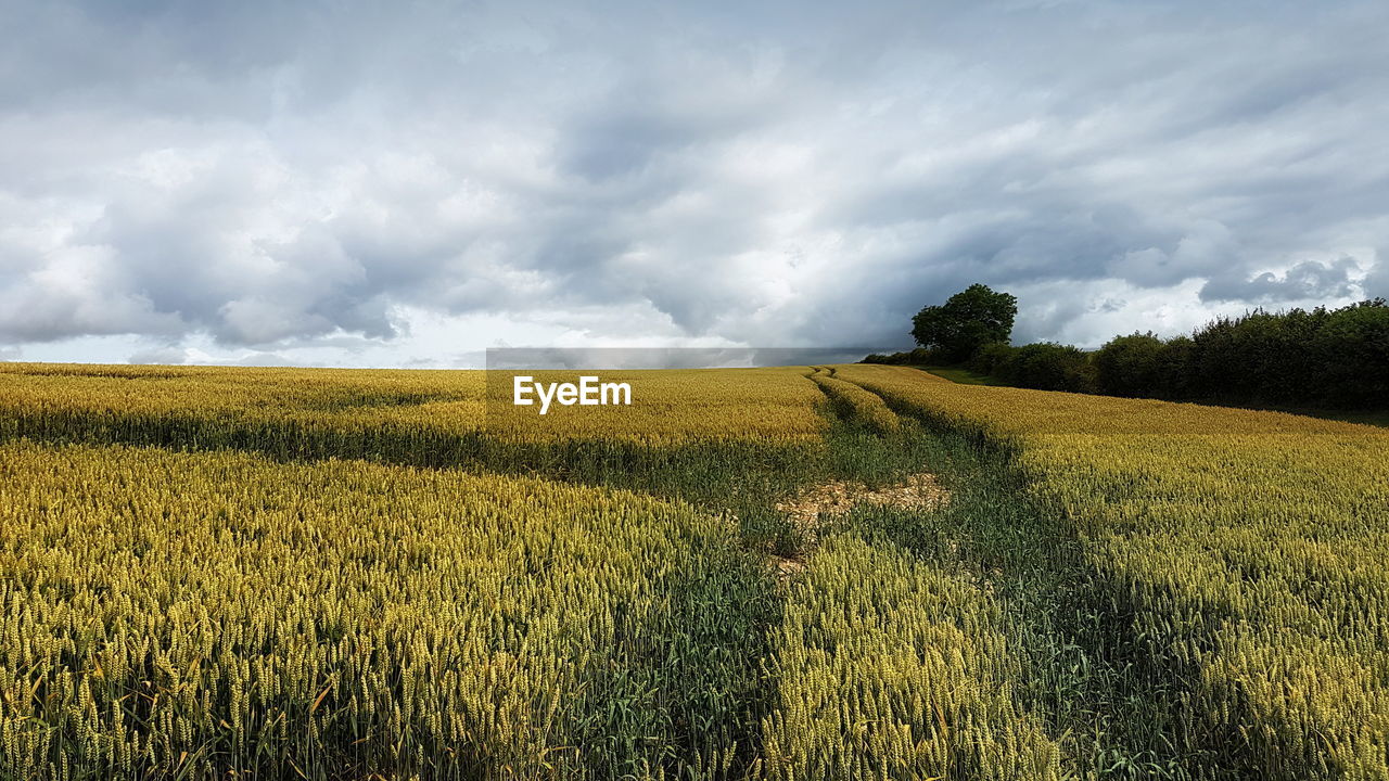 FIELD AGAINST SKY