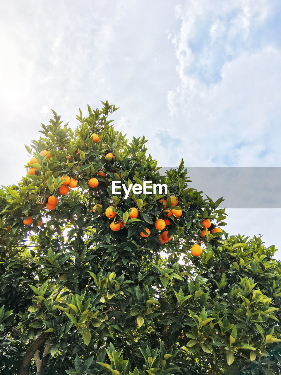 Orange tree on blue sky background. fresh ripe fruits on branches with green leaves. kemer, turkey.