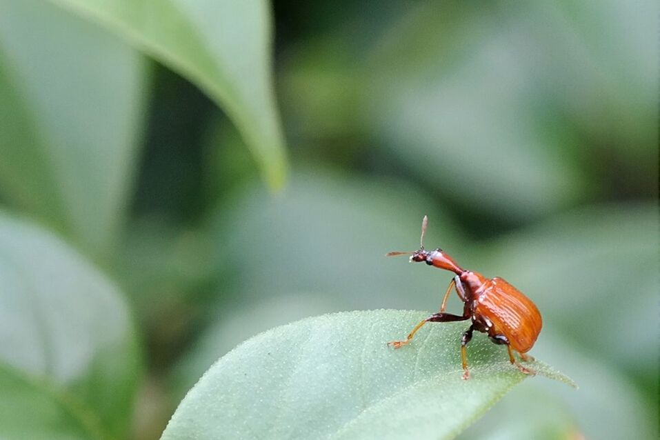 CLOSE-UP VIEW OF INSECT