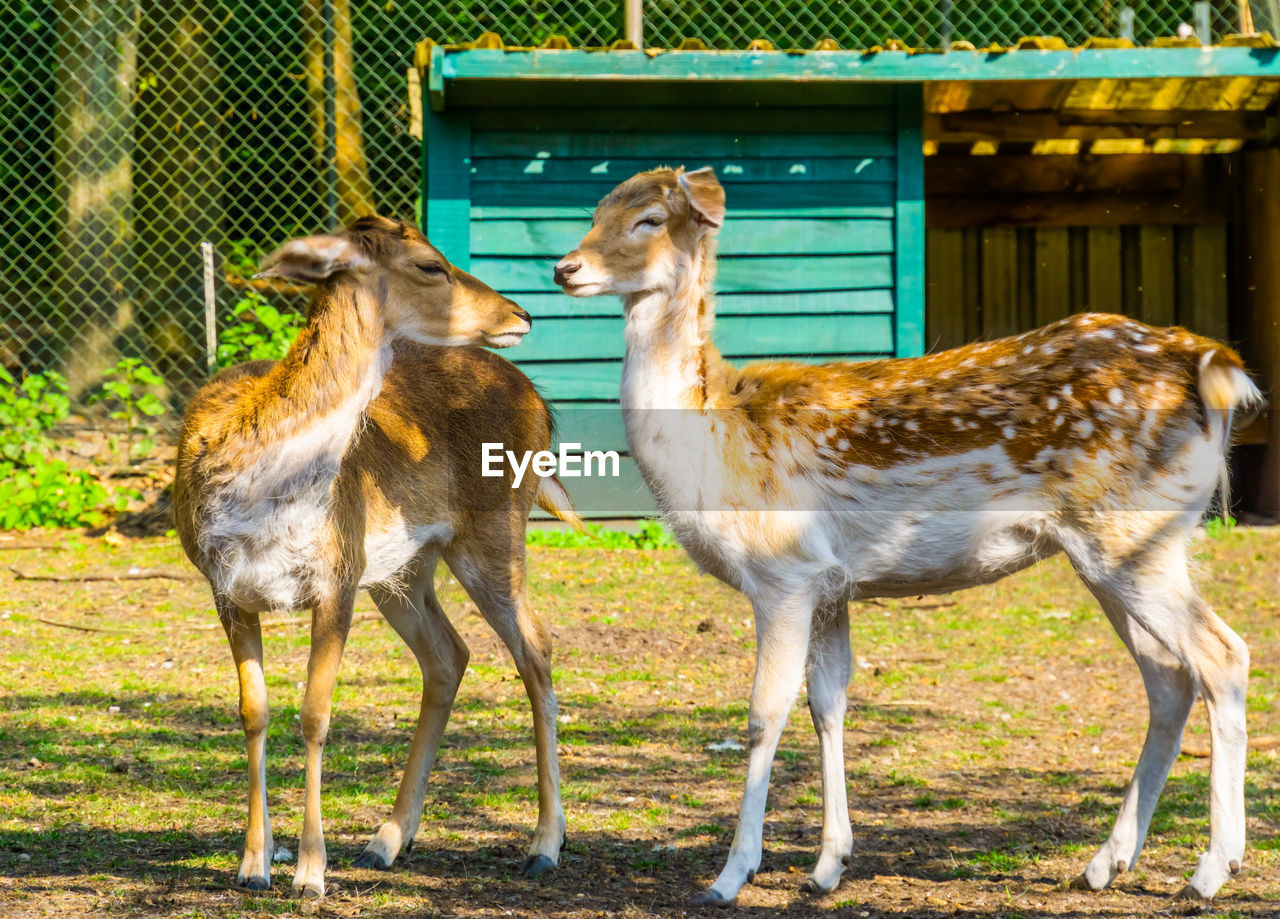 animal themes, animal, mammal, group of animals, animal wildlife, domestic animals, wildlife, livestock, nature, no people, two animals, standing, fence, day, field, young animal, zoo, outdoors, land, pet, sunlight, herbivorous, brown, agriculture, plant