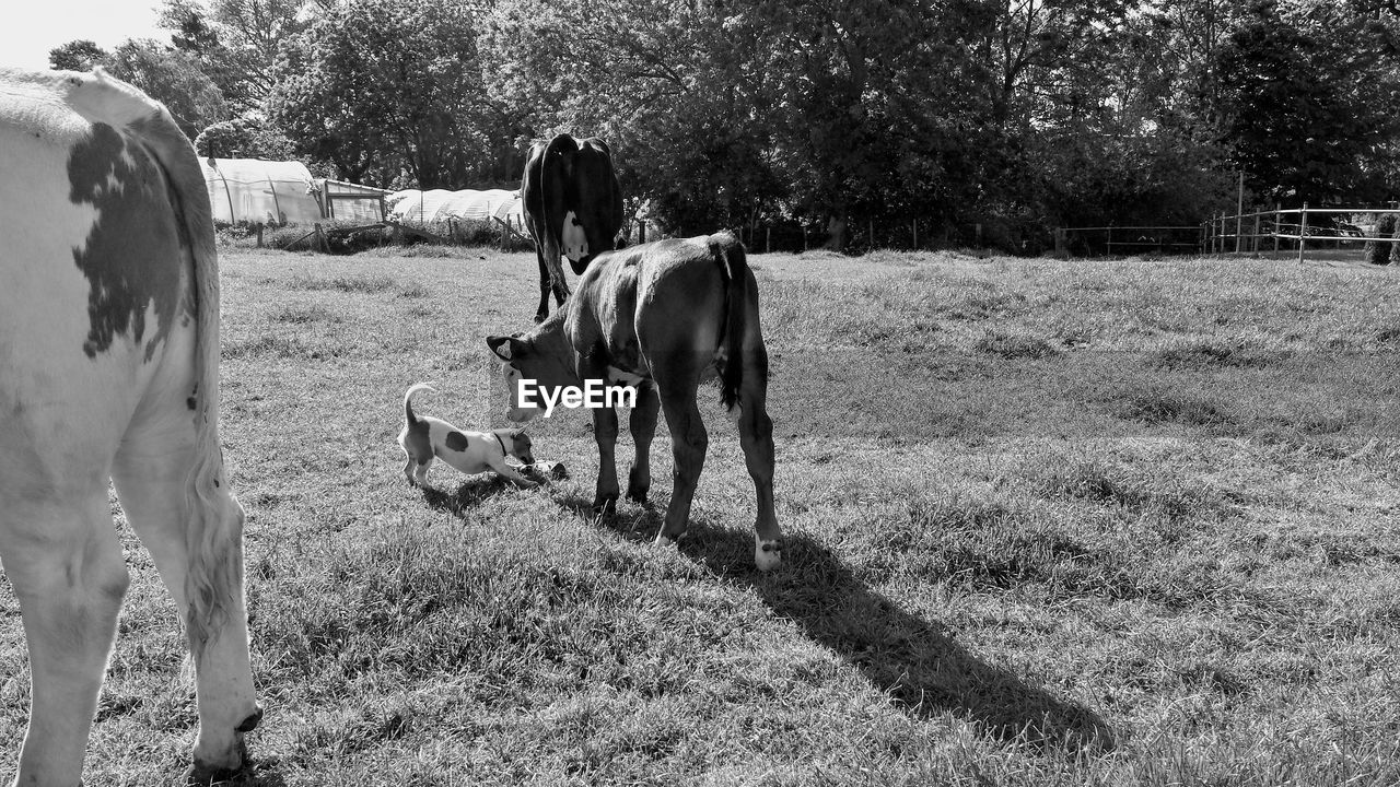 HORSES GRAZING IN FIELD