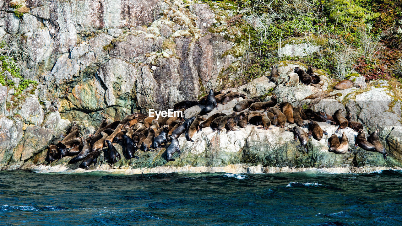 Seals resting on cliff by beach