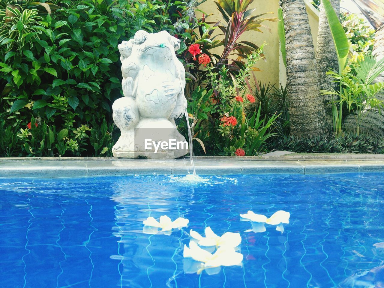 Frog sculpture pouring water in pool with white flower petals