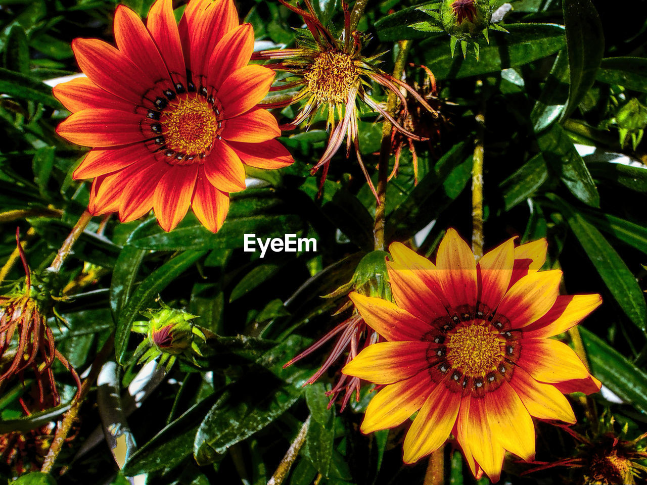 CLOSE-UP OF YELLOW DAISY FLOWER