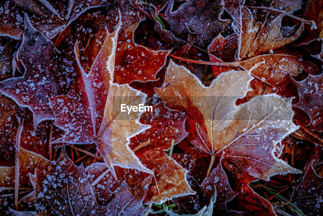 Full frame shot of autumn leaves during winter