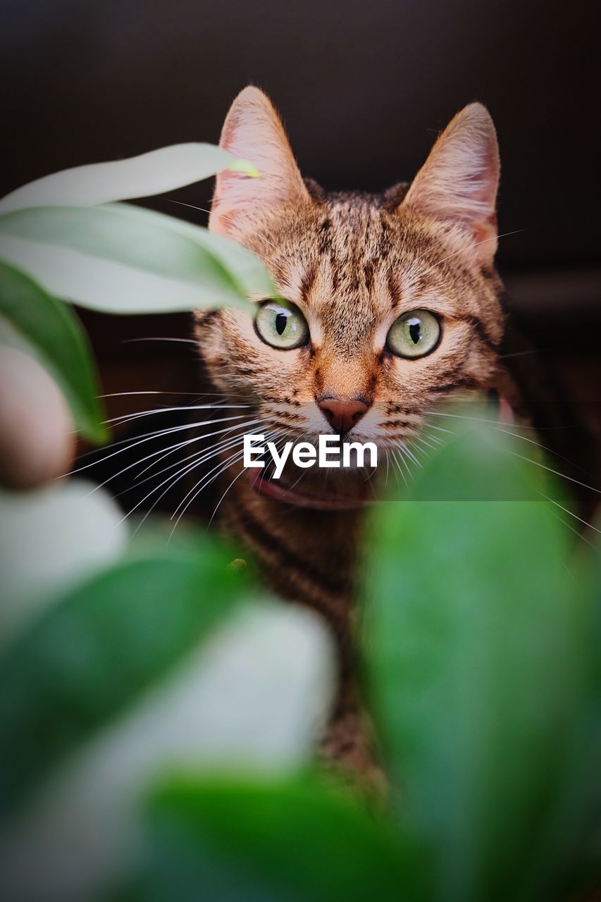 Close-up portrait of cat looking through plant