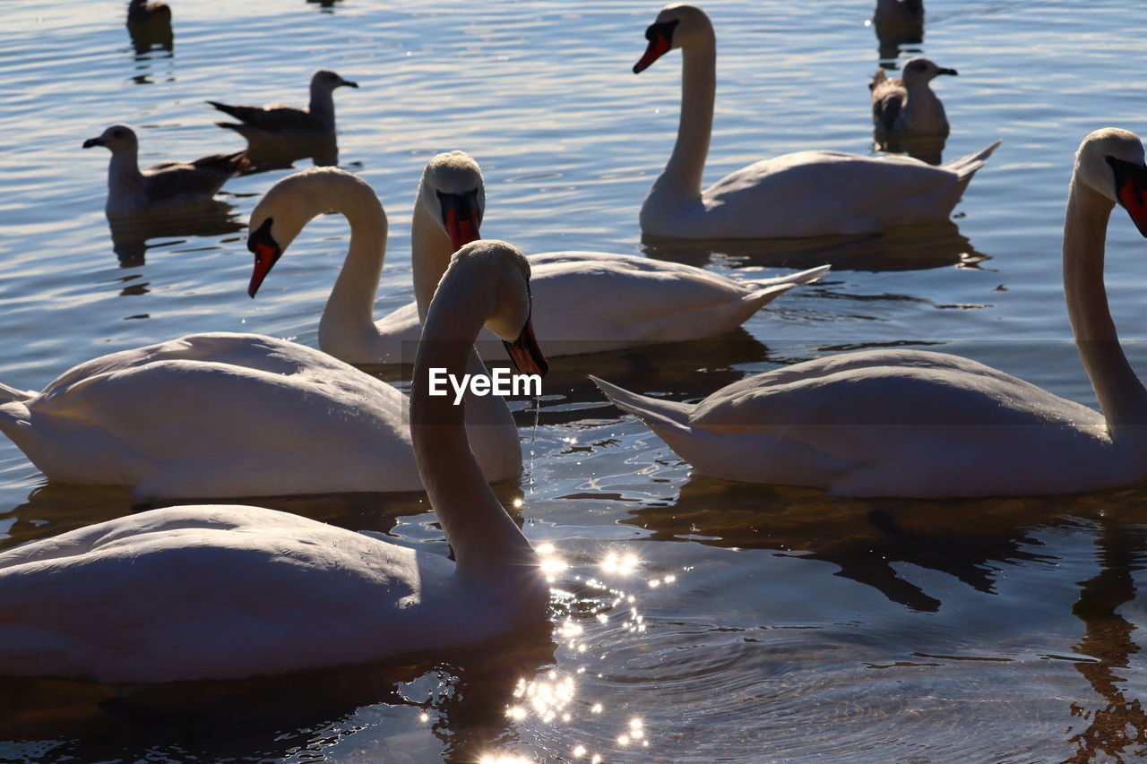 water, wildlife, animal wildlife, animal themes, bird, animal, swan, group of animals, ducks, geese and swans, water bird, nature, lake, goose, swimming, large group of animals, reflection, duck, beauty in nature, sunlight, day, no people, outdoors, togetherness