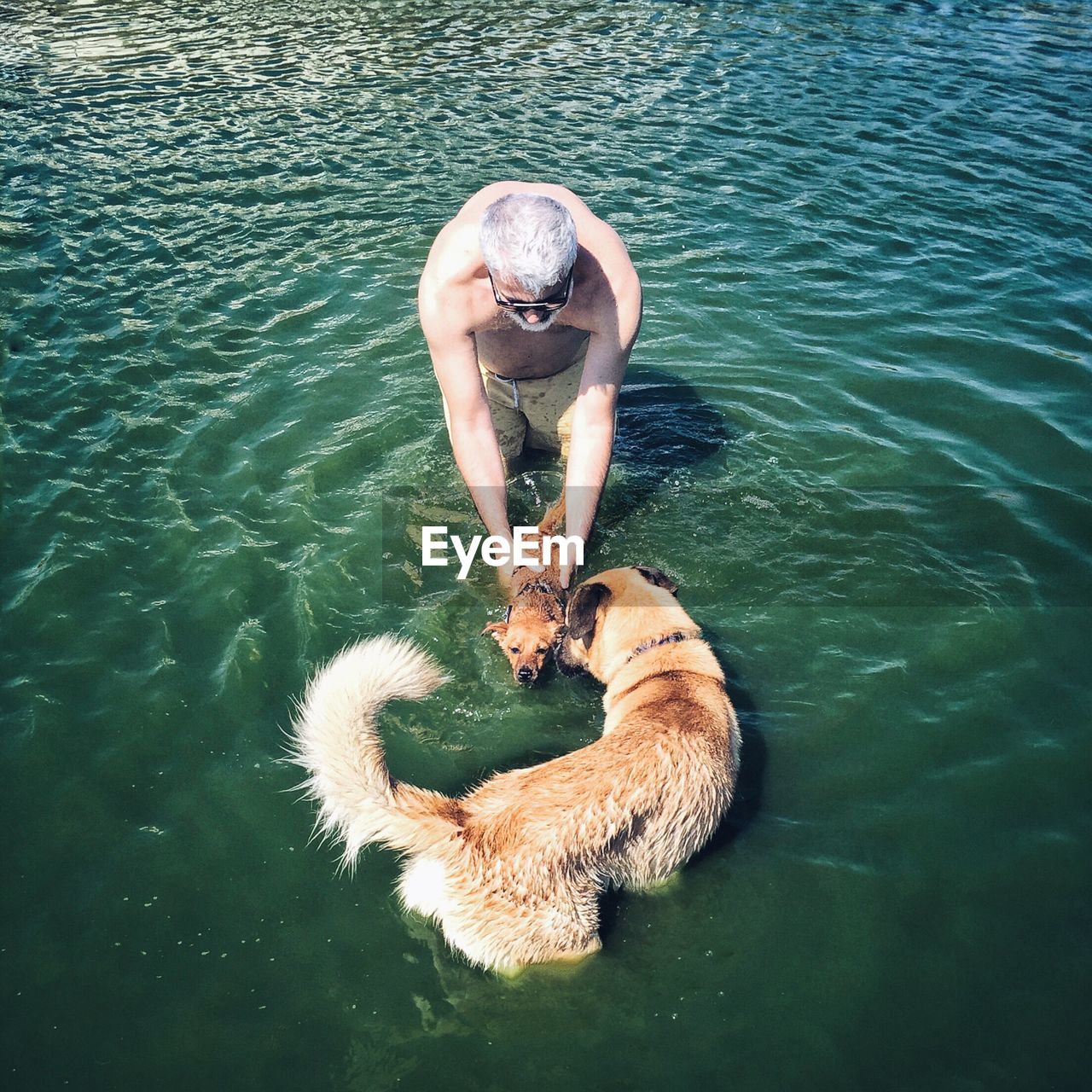 High angle view of shirtless man with dogs in lake