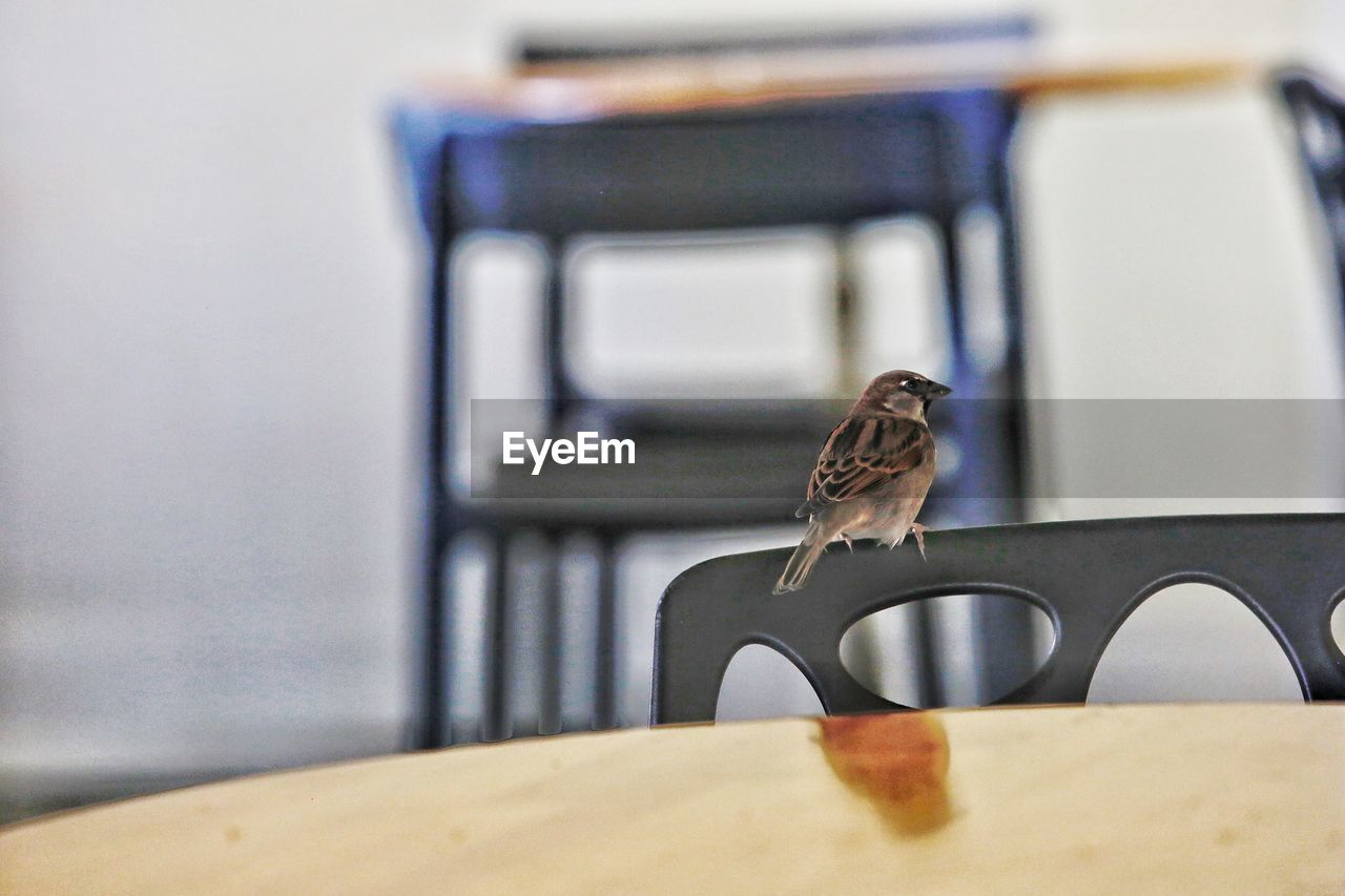 CLOSE-UP OF SPARROW PERCHING ON TABLE