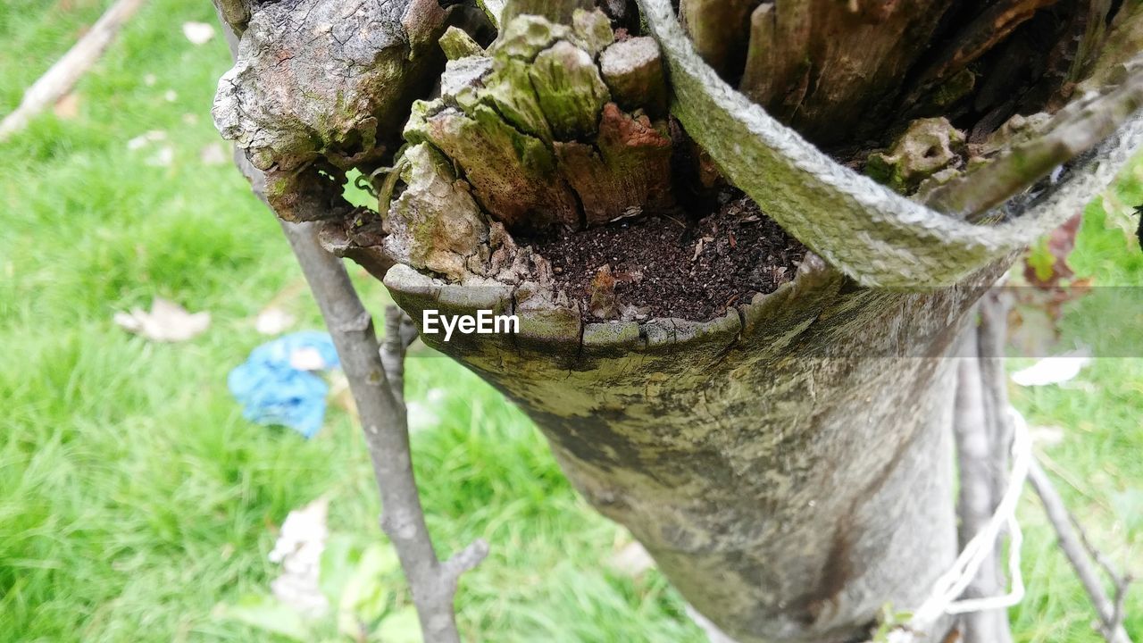 CLOSE-UP OF GRASSHOPPER ON TREE