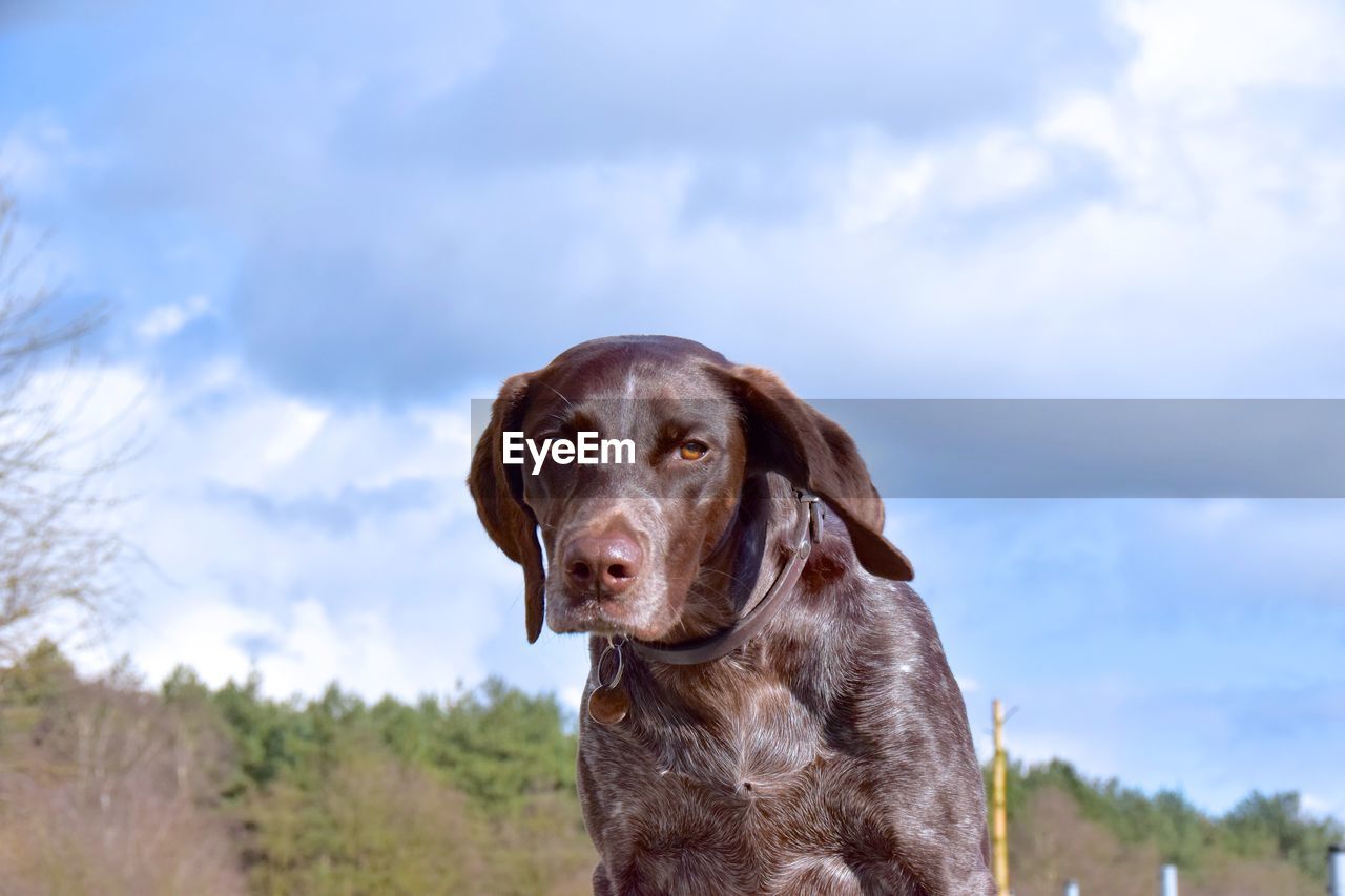 Close-up portrait of dog against sky