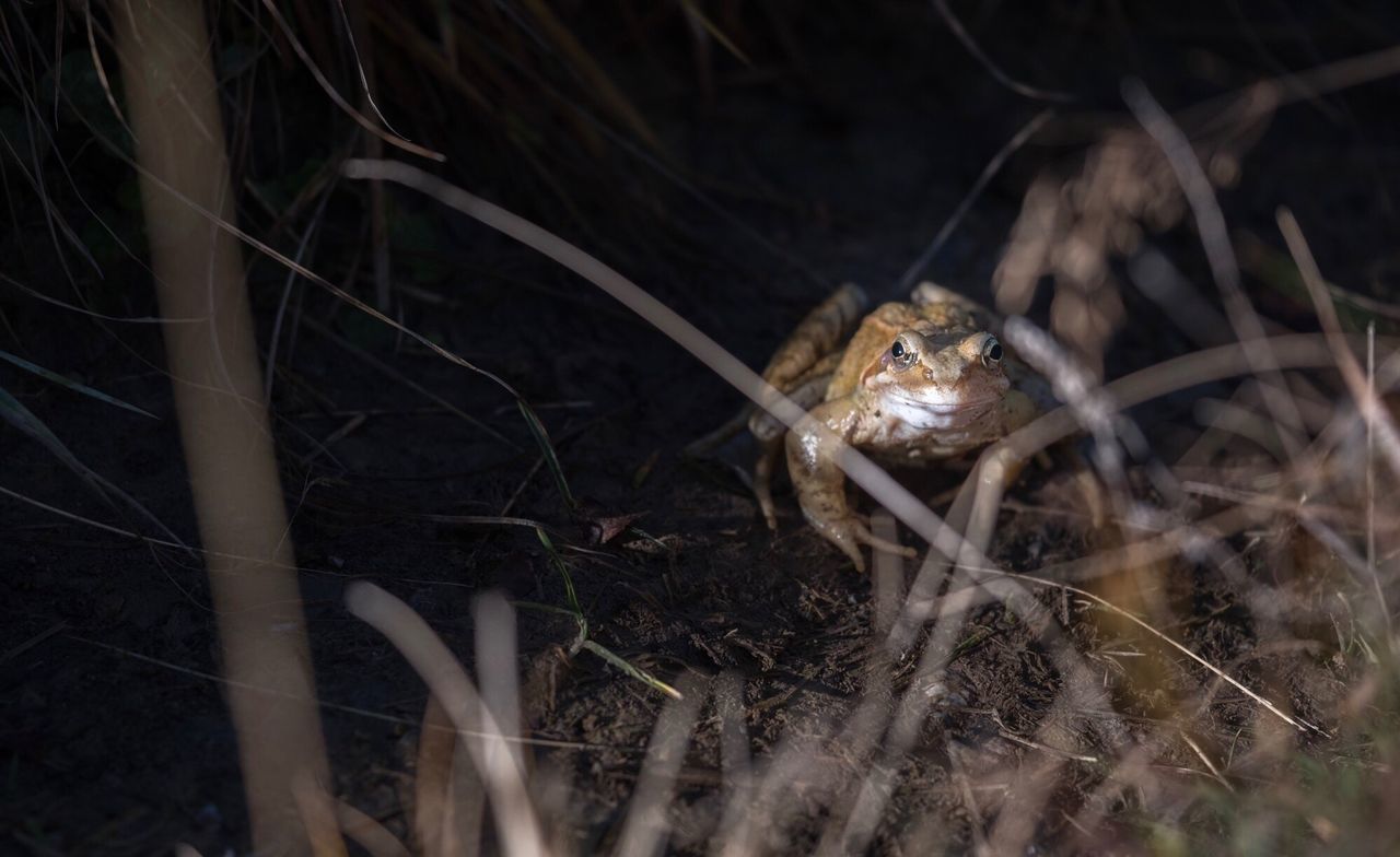 CLOSE-UP OF LIZARD IN GRASS